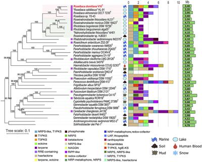 Biosynthetic gene profiling and genomic potential of the novel photosynthetic marine bacterium Roseibaca domitiana